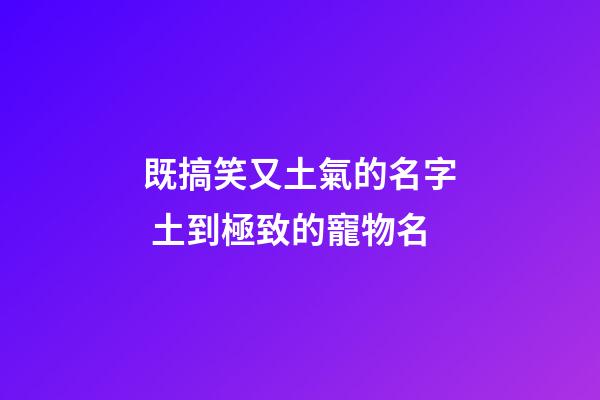 既搞笑又土氣的名字 土到極致的寵物名